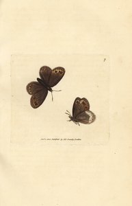Arran-Braun, Erebia ligea (Papilio ligea). Handkolorierter Kupferstich von James Sowerby aus The British Miscellany, oder Coloured figures of new, rare, or little known animal subjects.