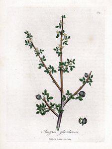 Balsam von Mekka oder Balsam von Galaad - Balsam von Mekka, Commiphora gileadensis. Handkolorierte Kupferstich-Illustration von James Sowerby aus William Woodville und Sir William Jackson Hookers „Medical Botany“, John Bohn, London