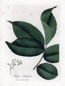 Balsambaum von Tolu, Myroxylon toluifera balsamum. Handkolorierte Kupferstich-Illustration von James Sowerby aus William Woodville und Sir William Jackson Hookers „Medical Botany“, John Bohn, London