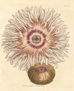 Pferdeaktinie, Actinia equina von James Sowerby