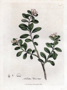 Bärentraube oder Bärentraube, Arctostaphylos uva-ursi