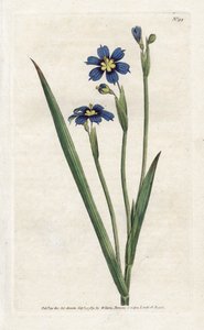 Bermuda mit schmalen Blättern - Lithographie von James Sowerby (1757-1822), aus dem Botanical Magazine von William Curtis (1746-1799) von James Sowerby
