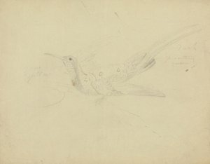 Paradiesvogel von James Sowerby