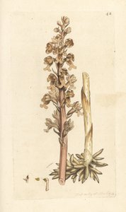 Nestwurz, Neottia nidus-avis von James Sowerby