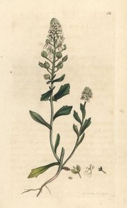 Bittere Schleifenblume, Iberis amara
