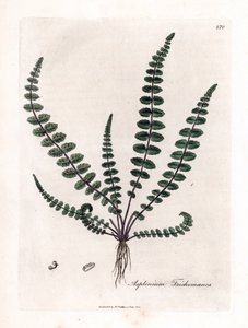 Brauner Streifenfarn, Asplenium trichomanes