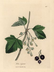 Schwarze Johannisbeere, Ribes nigrum