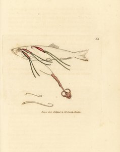 Blutsaugender Copepoden-Parasit auf einem Sprühauge, Lernaeenicus sprattae (Lernaea sprattae). Und ein weiterer seltsamer Wurm, der auf einer Austernschale gefunden wurde. Handkolorierter Kupferstich von James Sowerby aus The British Miscellany, oder Colou von James Sowerby