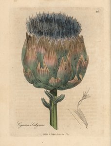 Blaue und violette Artischockenblüte, Cynara scolymus von James Sowerby