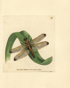 Blauer Plattbauch, Libellula fulva von James Sowerby