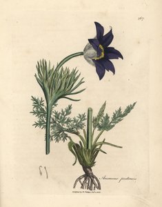 Blau blühende Wiesenanemone oder Küchenschelle, Anemone pratensis