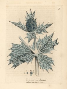 Blau blühender Meerkohl oder Eryngo, Eryngium maritinum von James Sowerby