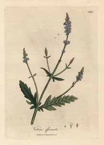 Blau blühender Eisenkraut, Verbena officinalis