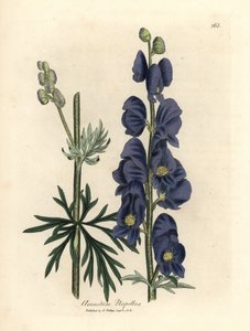 Blau blühender Eisenhut, Aconitum napellus