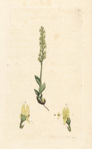 Sumpf-Orchidee, Hammarbya paludosa. Handkolorierter Kupferstich nach einer Illustration von James Sowerby aus James Smiths English Botany, London von James Sowerby