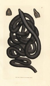 Schnurwurm, Lineus longissimus. Handkolorierte Kupferstichgravur von James Sowerby aus The British Miscellany, oder Coloured figures of new, rare, or little known animal subjects. von James Sowerby