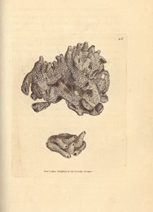 Brotkrumenschwamm, Halichondria panicea (Kompakter Röhrenschwamm; Spongia compacta). Handkolorierter Kupferstich von James Sowerby aus The British Miscellany, oder Coloured figures of new, rare, or little known animal subjects.