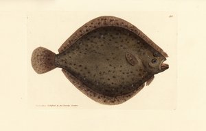 Steinbutt oder Drachenfisch, Scophthalmus rhombus (Pleuronectes rhombus). Handkolorierte Kupferstichgravur von James Sowerby aus The British Miscellany, oder Coloured figures of new, rare, or little known animal subjects.