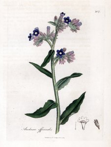 Echte Ochsenzunge - Ochsenzunge, Anchusa officinalis. Handkolorierte Kupferstichgravur aus einer botanischen Illustration von James Sowerby aus William Woodville und Sir William Jackson Hooker