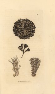 Bugulina avicularia (Flustra avicularis). Handkolorierter Kupferstich von James Sowerby aus The British Miscellany, oder Coloured figures of new, rare, or little known animal subjects. von James Sowerby