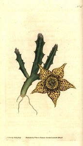 Kaktusstärke - Orbea variegata (Bunte Stapelie, Stapelia variegata). Handkolorierte Kupferstichgravur und botanische Illustration von James Sowerby aus William Curtis