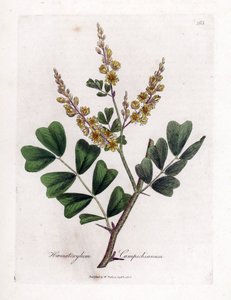 Campeche oder Campeche-Holz - Blauholz, Haematoxylum campechianum. Handkolorierte Kupferstich-Illustration von James Sowerby aus William Woodville und Sir William Jackson Hookers „Medical Botany“, John Bohn, London von James Sowerby