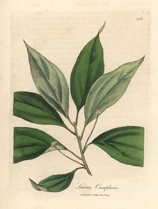 Kampferbaum, Laurus camphora