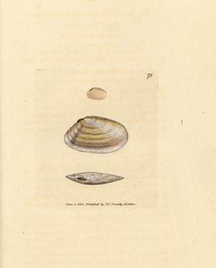 Zuckerstangen-Tellina-Muschel, Tellina similis. Handkolorierte Kupferstichgravur von James Sowerby aus The British Miscellany, oder Coloured figures of new, rare, or little known animal subjects. von James Sowerby