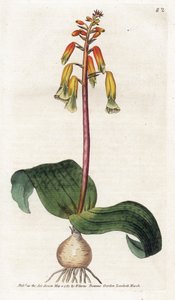 Kapstadt-Kuckuck - Lithographie von James Sowerby (1757-1822), Platte aus dem Botanical Magazine von William Curtis (1746-1799) von James Sowerby