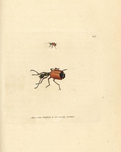 Carabus rotundicollis Käfer. Handkolorierter Kupferstich von James Sowerby aus The British Miscellany, or Coloured figures of new, rare, or little known animal subjects