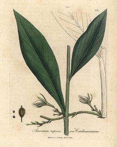 Kardamom, Elettaria cardamomum