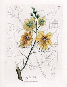 Cassia, falsche Sene, falscher Johannisbrotbaum, Goldregen oder Canefier - Goldregenbaum, Cassia fistula. Handkolorierte Kupferstichgravur von James Sowerby aus William Woodville und Sir William Jackson Hooker