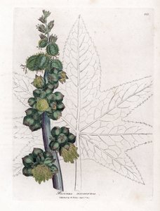 Rizinus - Rizinuspflanze, Ricinus communis. Handkolorierte Kupferstichgravur aus einer botanischen Illustration von James Sowerby aus William Woodville und Sir William Jackson Hooker