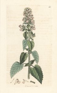 Katzenminze, Nepeta cataria von James Sowerby