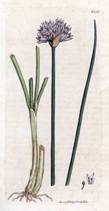 Schnittlauch, Allium schoenoprasum von James Sowerby
