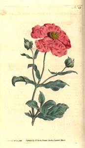 Cistus - Hoary Cistus Rose Gold Cistus, Cistus incanus. Handkolorierte Kupferstichgravur und botanische Illustration von James Sowerby aus William Curtis