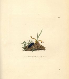 Schnellkäfer, Selatosomus aeneus (Elater cyaneus). Handkolorierte Kupferstichgravur von James Sowerby aus The British Miscellany, oder Coloured figures of new, rare, or little known animal subjects.