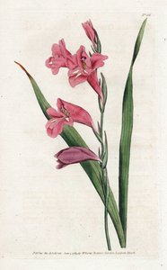 Gemeiner Glaieul - Lithographie von James Sowerby (1757-1822), aus dem Botanischen Magazin von William Curtis (1746-1799) von James Sowerby