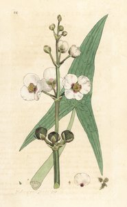 Gewöhnlicher Pfeilkraut, Sagittaria sagittifolia. Handkolorierter Kupferstich nach einer Illustration von James Sowerby aus James Smiths English Botany, London von James Sowerby