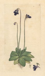 Gemeines Fettkraut, Pinguicula vulgaris. Handkolorierter Kupferstich nach einer Illustration von James Sowerby aus James Smith