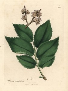 Gemeine Ulme, Ulmus campestris