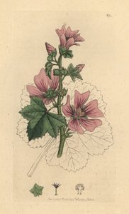Gemeine Malve, Malva sylvestris Handkolorierte Kupferstichgravur nach einer Zeichnung von James Sowerby für James Smiths English Botany von James Sowerby