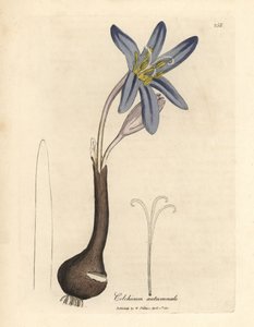 Herbstzeitlose, Colchicum autumnale von James Sowerby