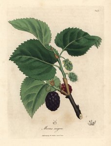 Schwarzer Maulbeerbaum, Morus nigra von James Sowerby