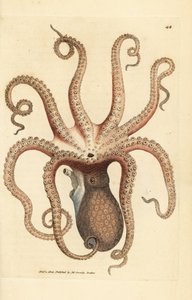 Gemeiner Krake, Octopus vulgaris. Handkolorierter Kupferstich von James Sowerby aus The British Miscellany, or Coloured figures of new, rare, or little known animal subjects