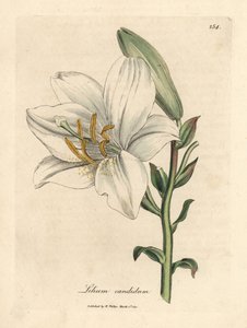 Weiße Lilie, Lilium candidum