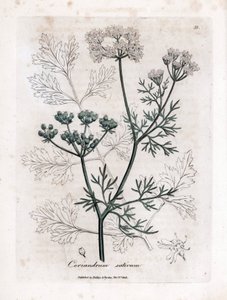 Koriander (Coriandrum sativum)