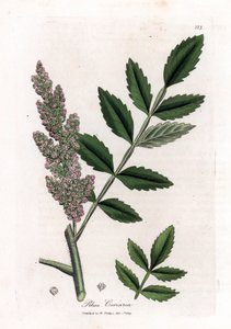 Corroyere oder Sumach der Gerber oder Reisende - Ulmenblättriger Sumach, Rhus coriaria. Handkolorierte Kupferstichgravur von James Sowerby aus William Woodville und Sir William Jackson Hooker