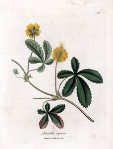 Kriechendes Fingerkraut, Potentilla reptans von James Sowerby