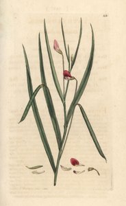 Purpurrote Platterbse, Lathyrus nissolia. Handkolorierter Kupferstich nach einer Illustration von James Sowerby aus James Smiths English Botany, London von James Sowerby